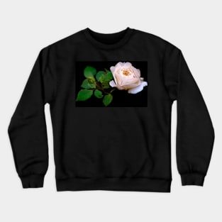 Gentle light pink rose against black background Crewneck Sweatshirt